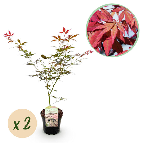 Érables du Japon Sumi-nagashi - 2 plants