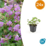Géranium vivace Cambridge en godet - Geranium x cantabrigiense - H 10-25 cm, pot Ø9 cm