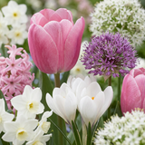 Mélange de bulbes à fleurs roses, grande quantité - 1000 bulbes