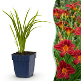 Hémérocalle Autumn Red - Lis d'un jour rouge tardif - H 15-25 cm, pot Ø11 cm