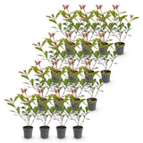 Kit haie Photinia Carré Rouge