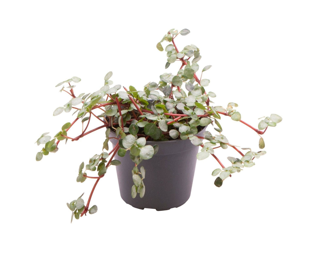 Mini Pilea Greyzy - Pilea libanensis - H 10 cm, pot Ø6 cm