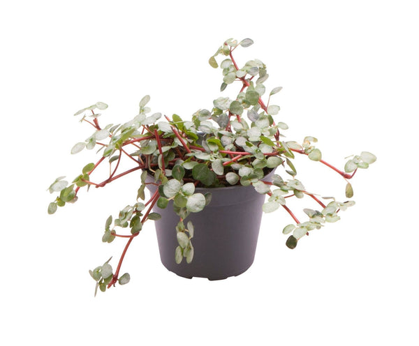 Mini Pilea Greyzy - Pilea libanensis - H 10 cm, pot Ø6 cm