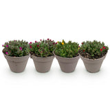 Delosperma en mélange de coloris - H 17 cm, pot Ø14 cm