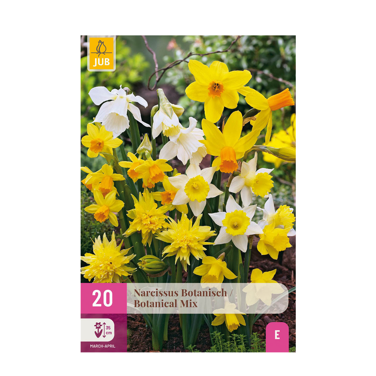 Narcisse botanique en mélange - calibre 10/12