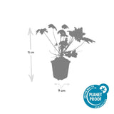 Géranium à grosses racines Spessart en godet - Geranium macrorrhizum - H 10-25 cm, pot Ø9 cm - photo 2