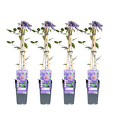 Clématite Multi Blue - Clématite à grandes fleurs - 4 plants - H 65 cm, pot Ø15 cm