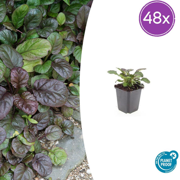 Bugle rampante Catlin's Giant en godet - Ajuga reptans - H 10-25 cm, pot Ø9 cm