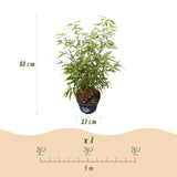 Fargesia Asian Wonder - H 80 cm, pot Ø23 cm