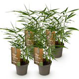 Bambou Fargesia Asian Wonder - Fargesia scabrida - H 35 cm, pot Ø14 cm - photo 2