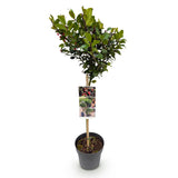 Houx Blue Maid sur tige - Ilex meserveae - H 90 cm, pot Ø19 cm
