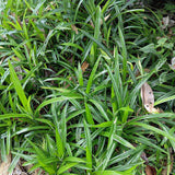 Carex Irish Green - H 50 cm, pot Ø17 cm - photo 4