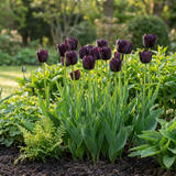Tulipe triomphe violet foncé