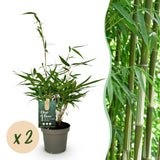 Fargesia robusta Pingwu - H 35 cm, pot Ø14 cm