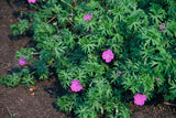 Géranium vivace Tiny Monster en godet - Geranium sanguineum hybride - H 10-25 cm, pot Ø9 cm - photo 6