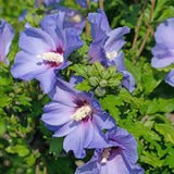 Green boutiQ - Planta de Jardín - Hibiscus syriacus Oiseau Blue - Hibiscus de Jardín - Resistente al Invierno - Azul - 3 Plantas - Maceta 17cm - Altura 45cm
