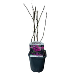 Magnolia Susan - fleurs rose foncé - H 45 cm, pot Ø17 cm