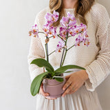Orchidée Phalaenopsis rose-violet Mineral Frederikstad et succulente - coffret Allure violet - pot Ø9 cm