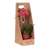 Orchidée Phalaenopsis rouge Blossom Congo - cache-pot Noma rouge et boîte cadeau - pot Ø9 cm