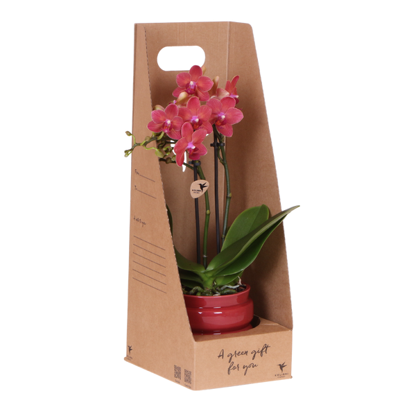 Orchidée Phalaenopsis rouge Blossom Congo - cache-pot Noma rouge et boîte cadeau - pot Ø9 cm