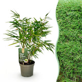 Bambou Fargesia rufa