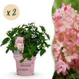 Hortensia paniculé Groundbreaker Blush - H 20-25 cm, pot Ø14 cm