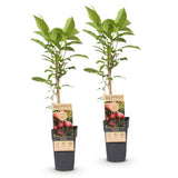 Kiwaï rouge Ken's Red femelle - Actinidia arguta x melanandra - H 50 cm, pot Ø15 cm