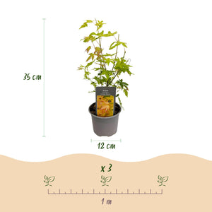 Acer palmatum Orange Dream – Pot 12 cm – Hauteur 35 cm