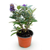Green boutiQ - Planta de Jardín - Buddleja davidii Butterfly Candy Little Lila - Arbusto de Mariposas - Compacto - Lila - 1 Planta - Maceta 12cm - Altura 20-25cm