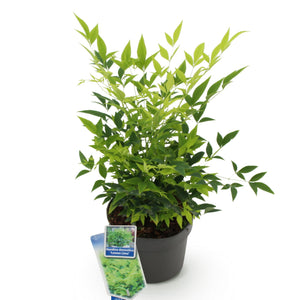 Nandina Lemon & Lime – Lot de 1 – Pot 17 cm – Hauteur 45 cm