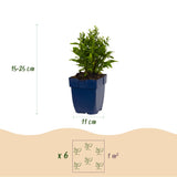 Aster nain blanc - H 15-25 cm, pot Ø11 cm