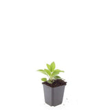 Rudbeckia Goldsturm en godet - Rudbeckia fulgida - H 10-25 cm, pot Ø9 cm - photo 3