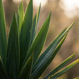 Yucca Elephantipes – Palmier yucca | Pot 21 cm