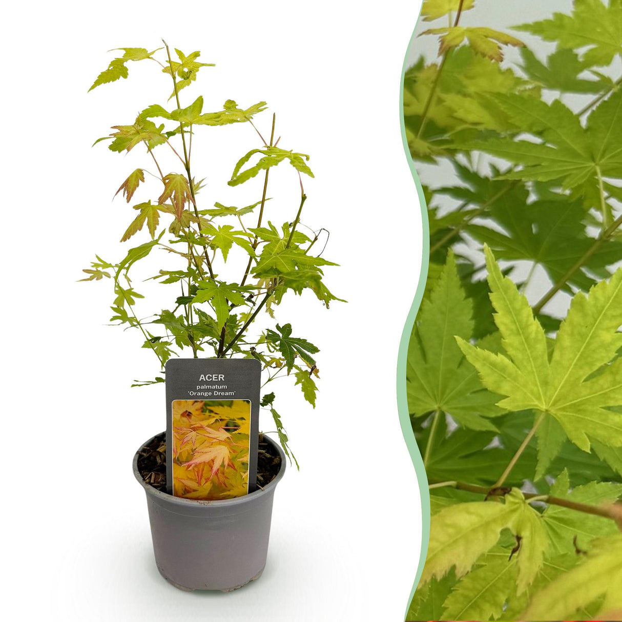 Acer palmatum Orange Dream – Pot 12 cm – Hauteur 35 cm