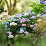 Green boutiQ - Planta de Jardín - Hortensia Endless Summer Azul - Rosa - Blanca - Hortensia - Resistente al Invierno - Azul - Rosa - Blanco - 3 Plantas - Maceta 14cm - Altura 20-25cm