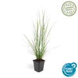 Pennisetum Hameln en godet - Herbe aux écouvillons - H 10-25 cm, pot Ø9 cm - photo 4