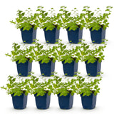 Herbe à chat Walker's Low - 12 plants - H 15-25 cm, pot Ø11 cm