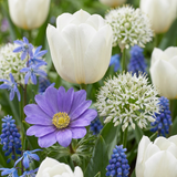 Mélange de bulbes à fleurs bleues, grande quantité - 1000 bulbes