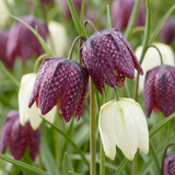 Fritillaire pintade en mélange - 120 bulbes