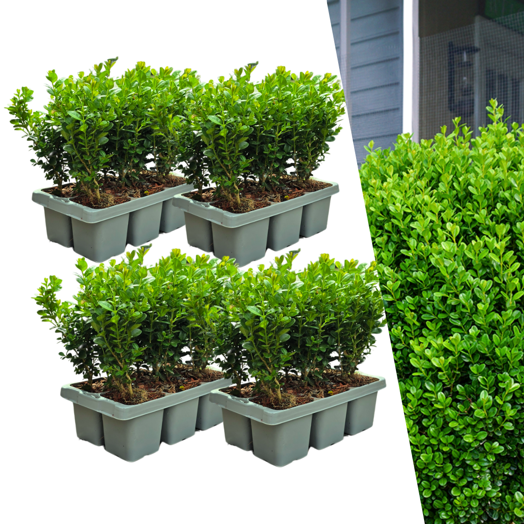 Buis NewGen Freedom en godet - 24 plants - H 15 cm, pot Ø7 cm