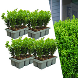 Buis NewGen Freedom en godet - 24 plants - H 15 cm, pot Ø7 cm