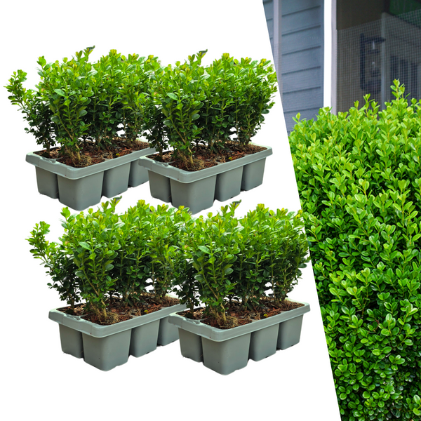 Buis NewGen Freedom en godet - 24 plants - H 15 cm, pot Ø7 cm