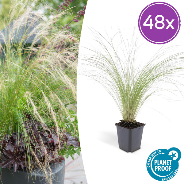 Stipa tenuissima Ponytails en godet - Cheveux d'ange - H 10-25 cm, pot Ø9 cm
