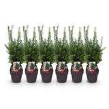 If Hillii pour haie - Taxus x media - 6 plants pour 1 m - H 60 cm, pot Ø17 cm