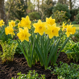 Narcisse jaune