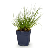 Panicum Northwind - H 15-25 cm, pot Ø11 cm
