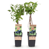 Camérisier Kamchatika - Lonicera caerulea - 2 plants - H 50 cm, pot Ø15 cm