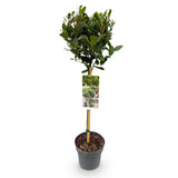 Laurier-sauce sur tige - Laurus nobilis - H 90 cm, pot Ø19 cm
