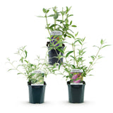 Green boutiQ - Planta de Jardín - Buddleja davidii Tricolour - Arbusto de Mariposas - Resistente al Invierno - Azul - Rosa - Blanco - 3 Plantas - Maceta 17cm - Altura 45cm