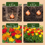 Tulipe botanique praestans en mélange